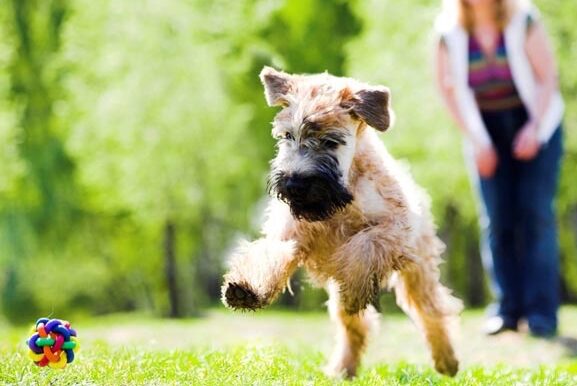 Praça para convívio de cães e seus donos